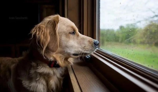 博远配资 狗狗窗台守候你回家，20分钟陪伴，最暖心时刻