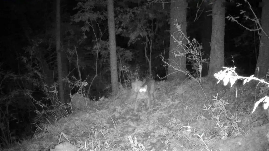 稳拿证券 花脸棕身、凶猛善猎！国家一级保护动物金猫现身甘肃，曾被认为是传说中 “彪”