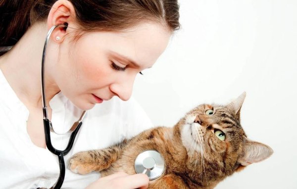 乐配资 宠物看病花大钱？揭秘费用真相，你还敢养吗？